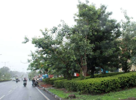 BRT corridor plantation, Pimpri Chinchwad
